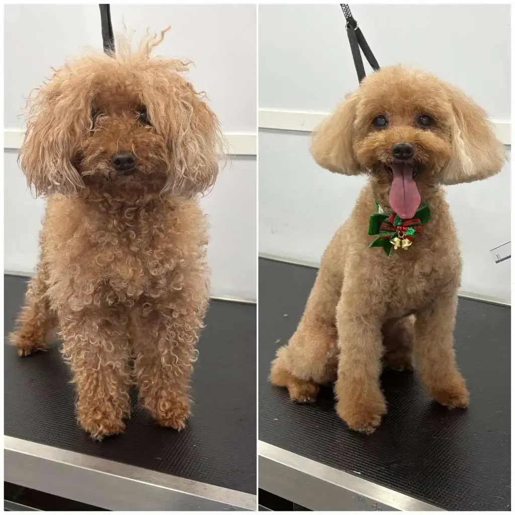 Happy dog transform 4